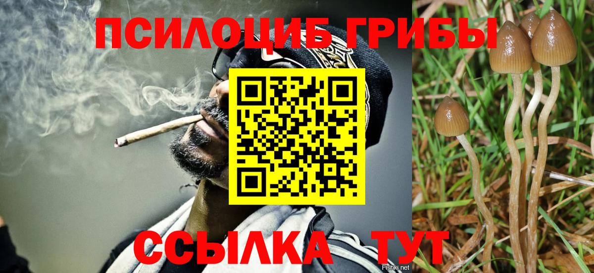 Псилоцибиновые грибы Psilocybe Калининград